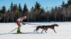 Zimní romantika se psem – skijörging